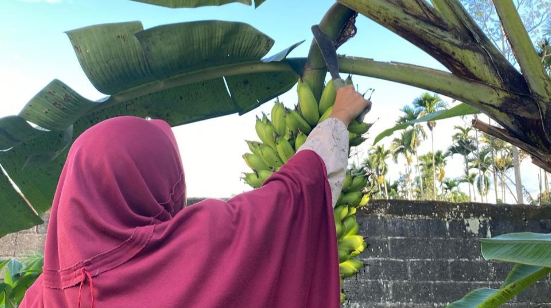 Panen Pisang, Santri Tebar Semangat dan Syukur 