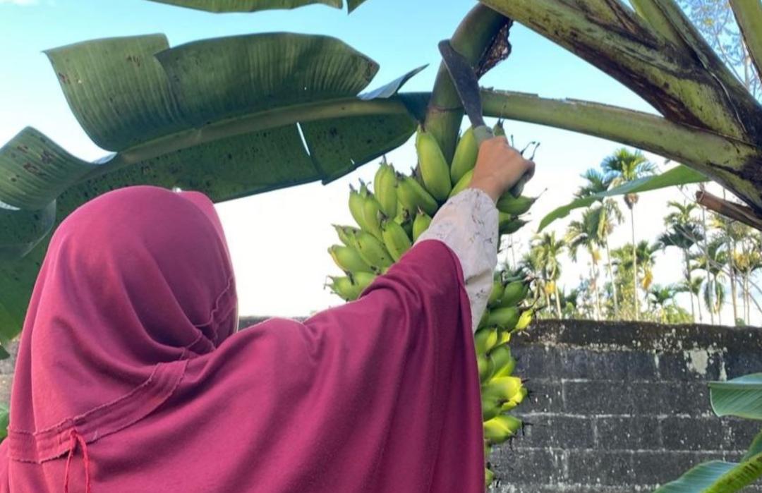 Panen Pisang, Santri Tebar Semangat dan Syukur 