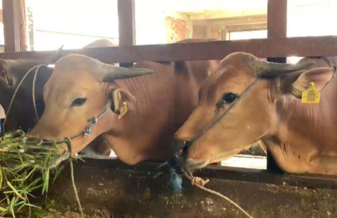 Jelang Iduladha 1446 H, DT Peduli Sumsel Semakin Optimalkan Kualitas Hewan Qurban Terbaik 