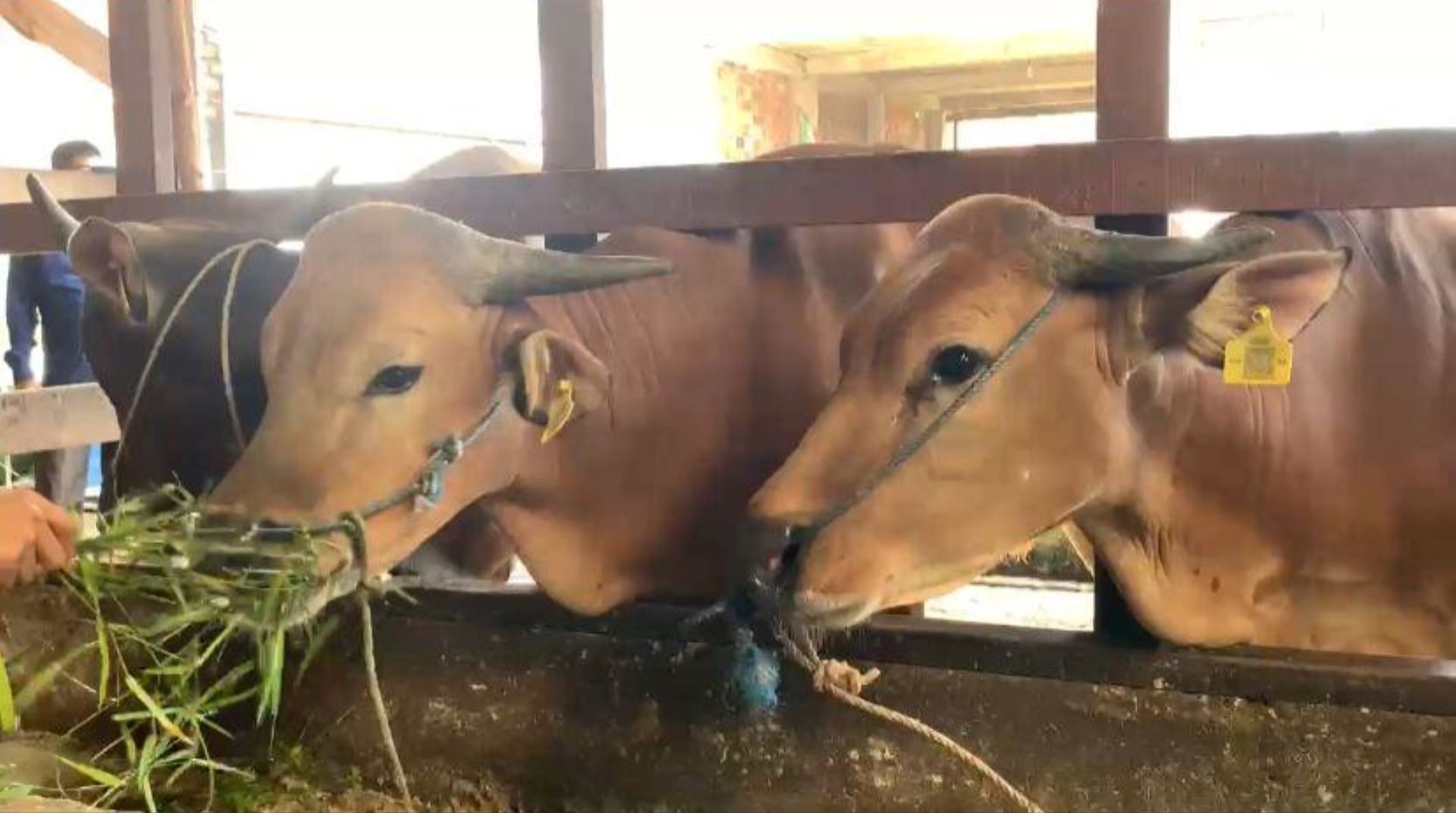 Jelang Iduladha 1446 H, DT Peduli Sumsel Semakin Optimalkan Kualitas Hewan Qurban Terbaik 