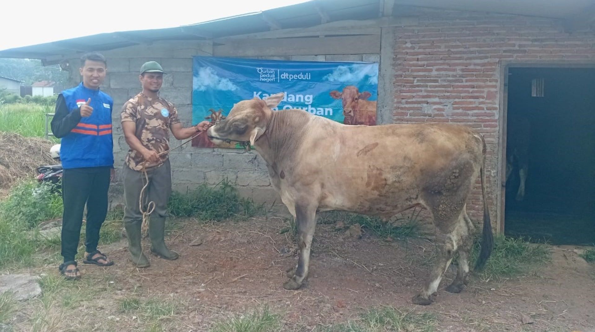 Hewan Ternak Binaan DT Peduli Jateng siap Jadi Hewan Qurban 
