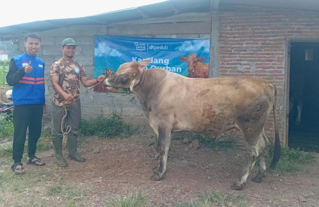 Hewan Ternak Binaan DT Peduli Jateng siap Jadi Hewan Qurban 