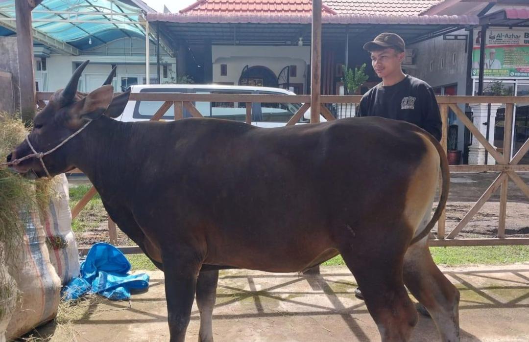 Persiapkan Qurban Terbaik, DT Peduli Sumbar Lakukan Survei ke Peternak di Pesisir Selatan 