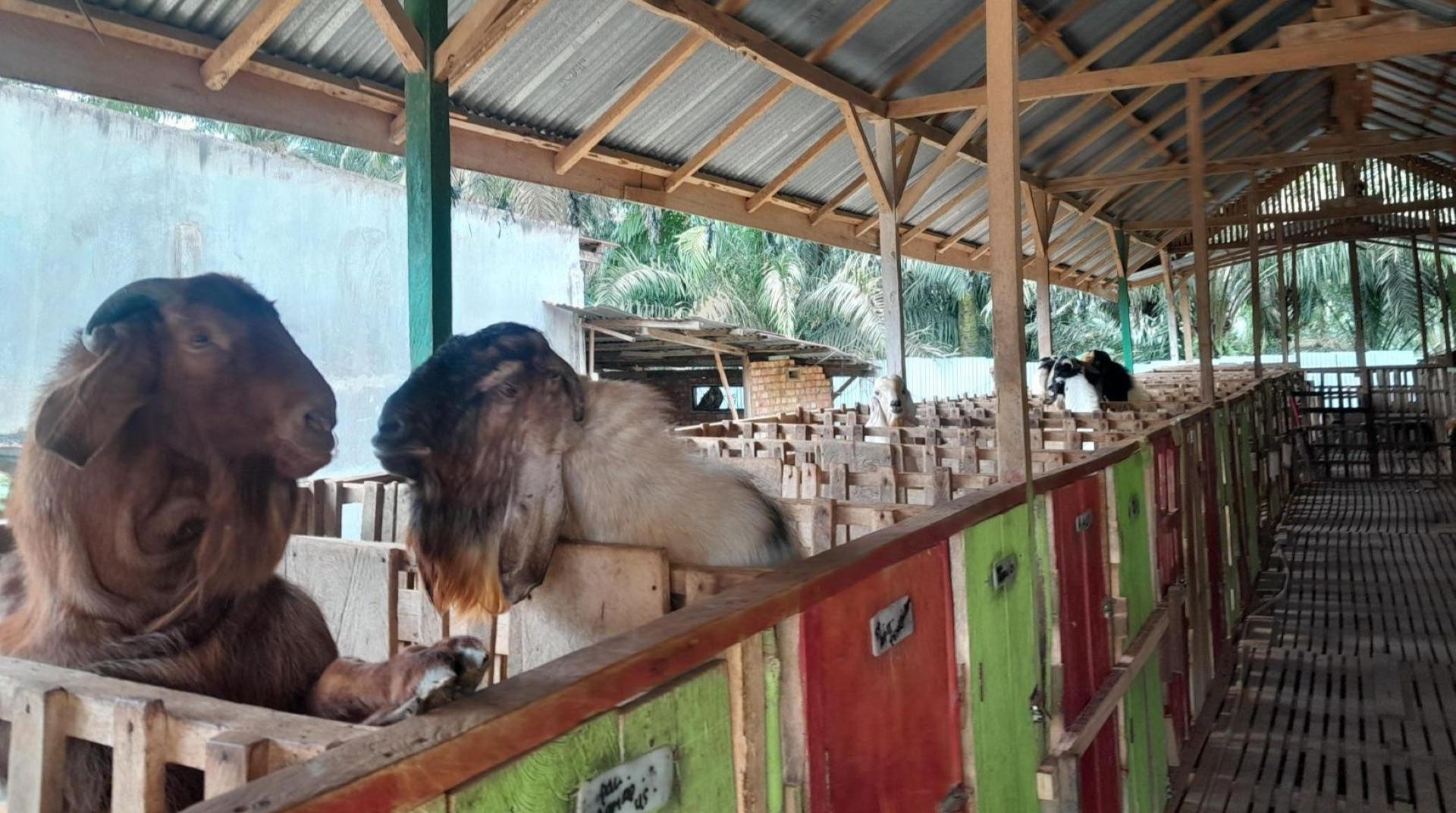 DT Peduli Jambi Gelar Survei Hewan Qurban