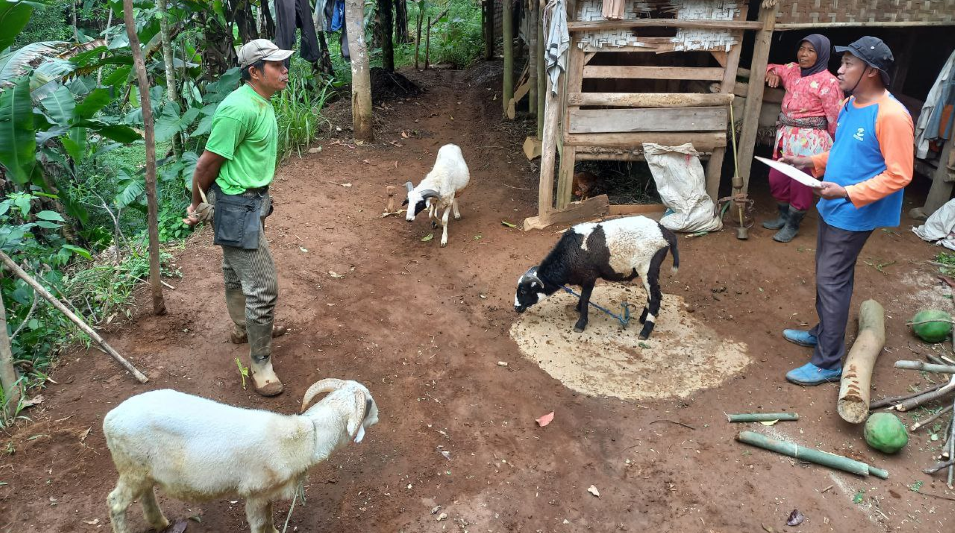 Siapkan Qurban 1446 H, DT Peduli Tasikmalaya Lakukan QC Hewan Qurban
