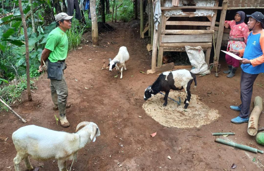Siapkan Qurban 1446 H, DT Peduli Tasikmalaya Lakukan QC Hewan Qurban