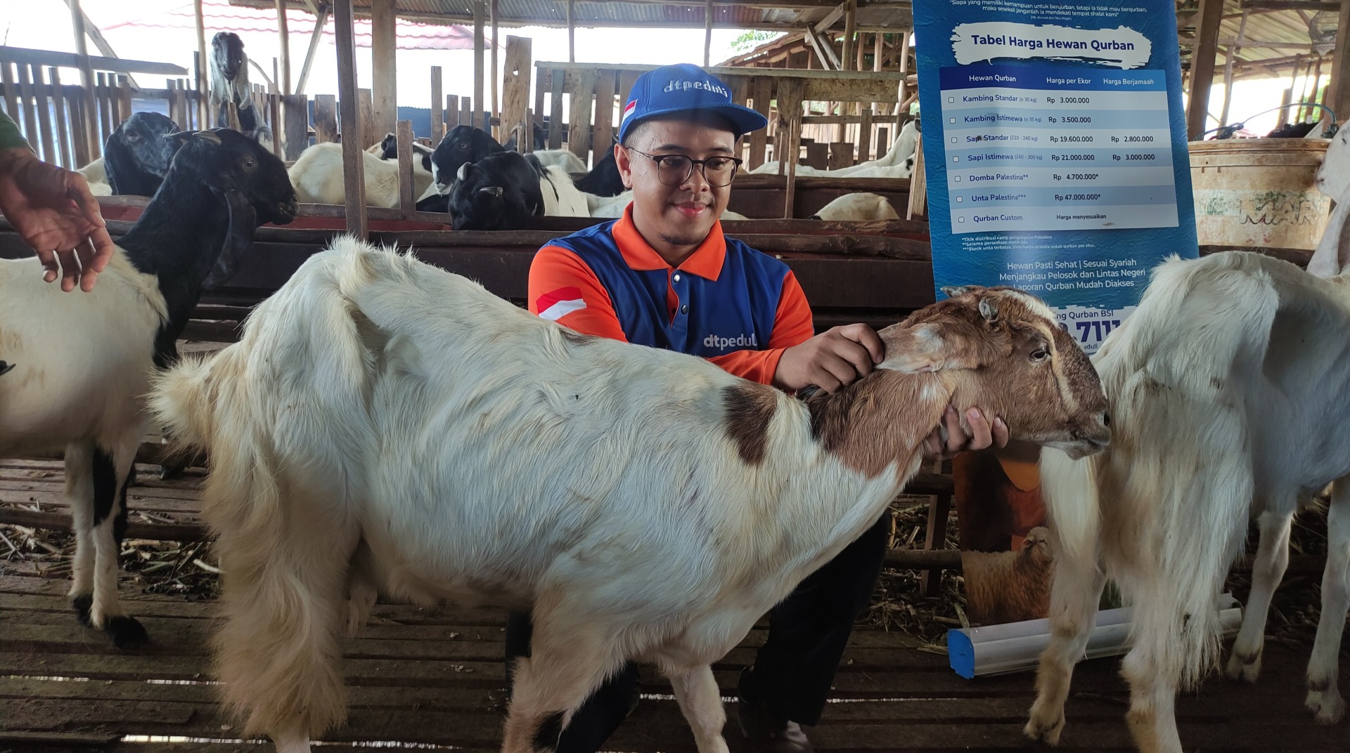 DT Peduli Kalimantan Selatan Persiapkan Ketersediaan Hewan Qurban Terbaik di Banjarbaru 