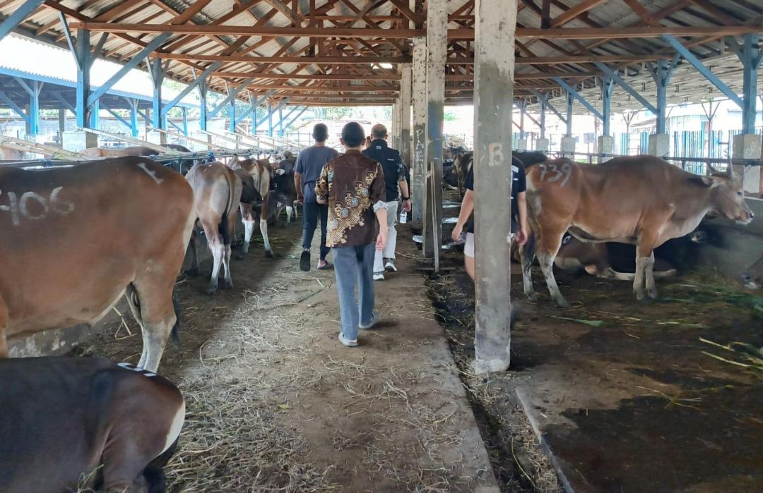 DT Peduli Banten Survei Ketersediaan Sapi Qurban Jelang Idul Adha 1446 H 