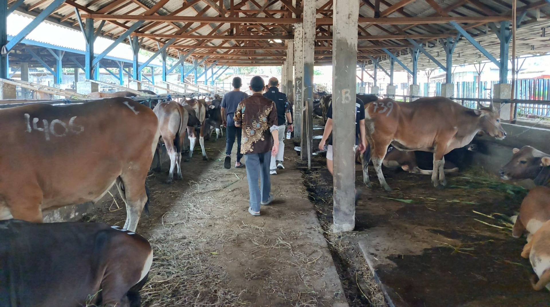 DT Peduli Banten Survei Ketersediaan Sapi Qurban Jelang Iduladha 1446 H 