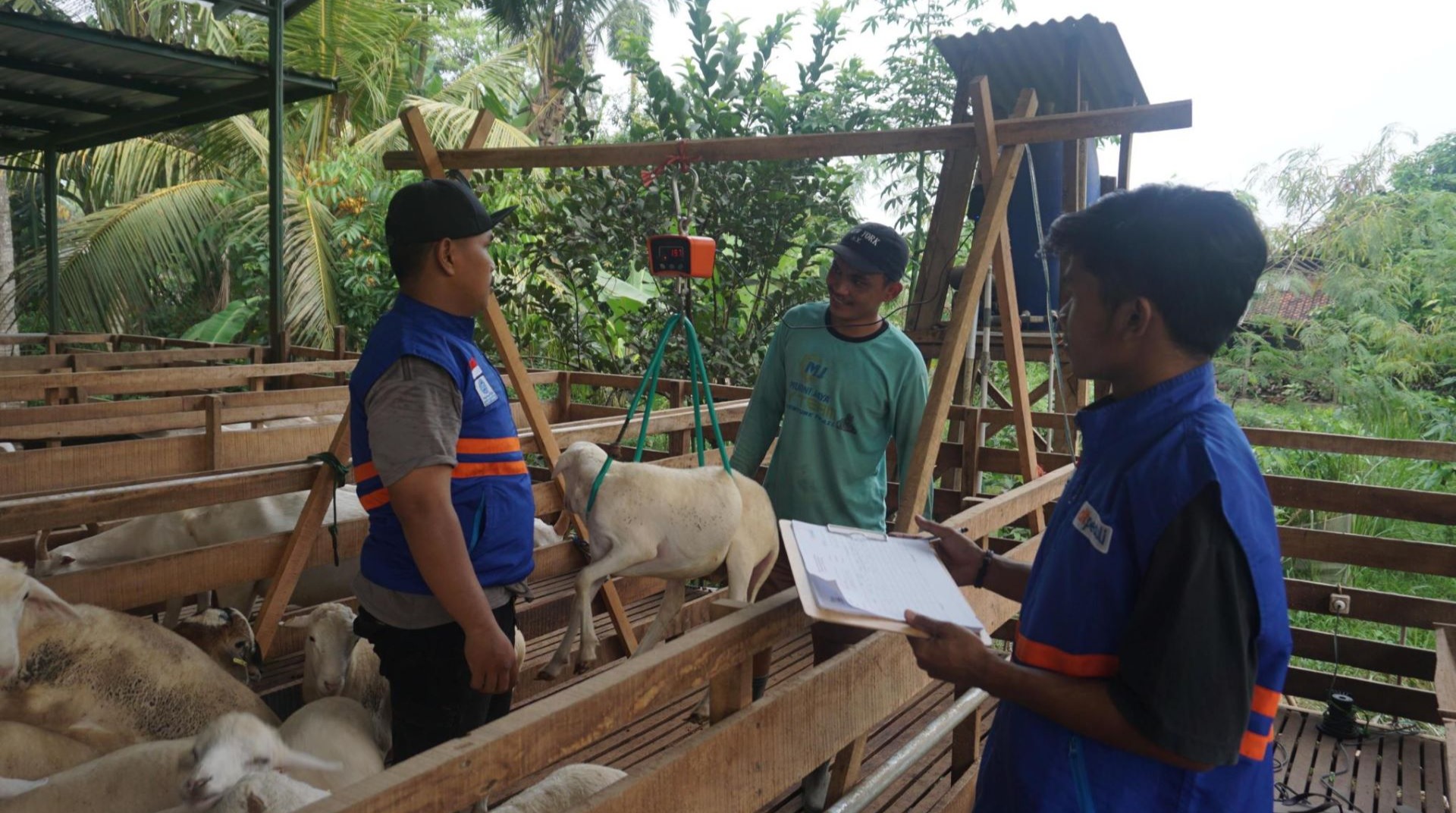 Pastikan Kualitas, Tim KP Jawa Timur Inspeksi Hewan Qurban di CV Santosindo Multifarm 