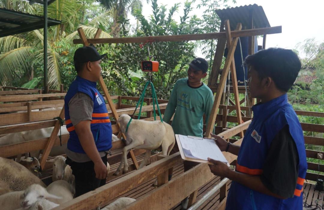 Pastikan Kualitas, Tim KP Jawa Timur Inspeksi Hewan Qurban di CV Santosindo Multifarm 