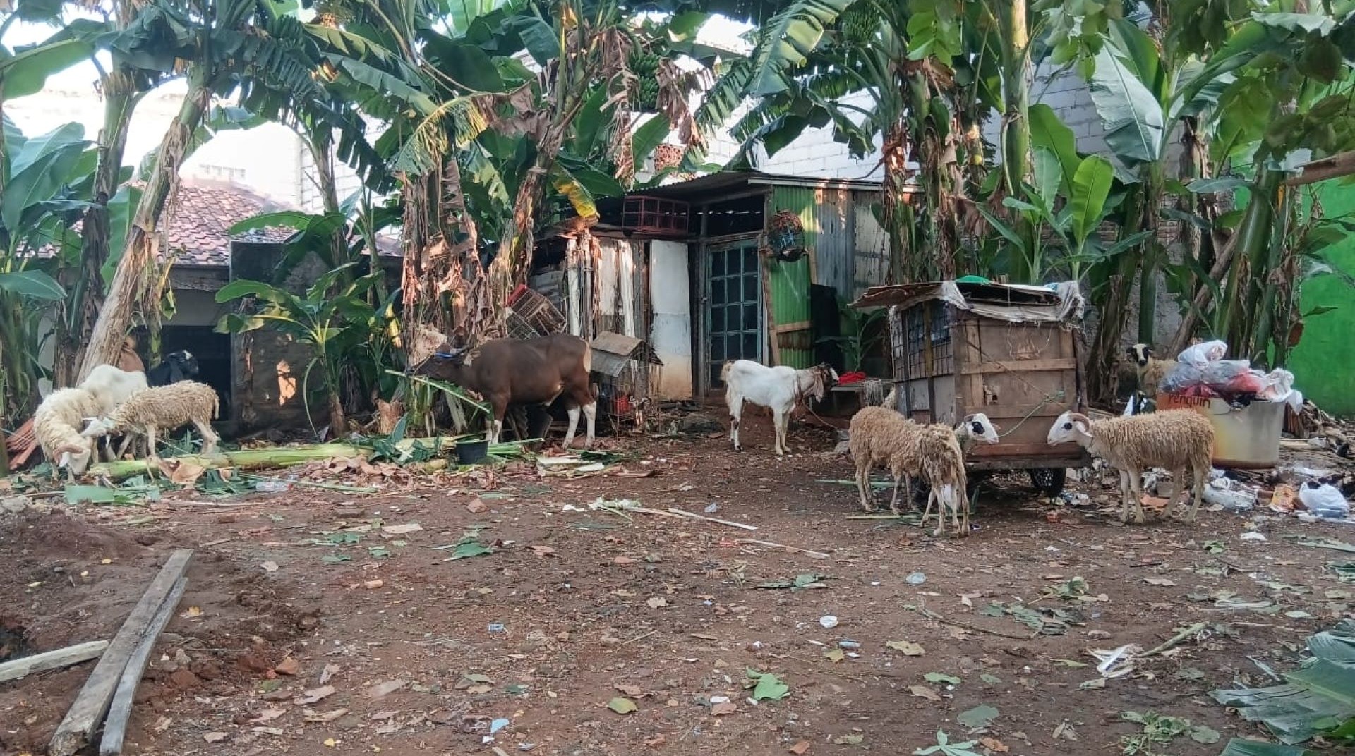 Kebahagiaan Warga Saat Pemotongan Qurban