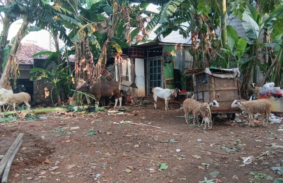 Kebahagiaan Warga Saat Pemotongan Qurban