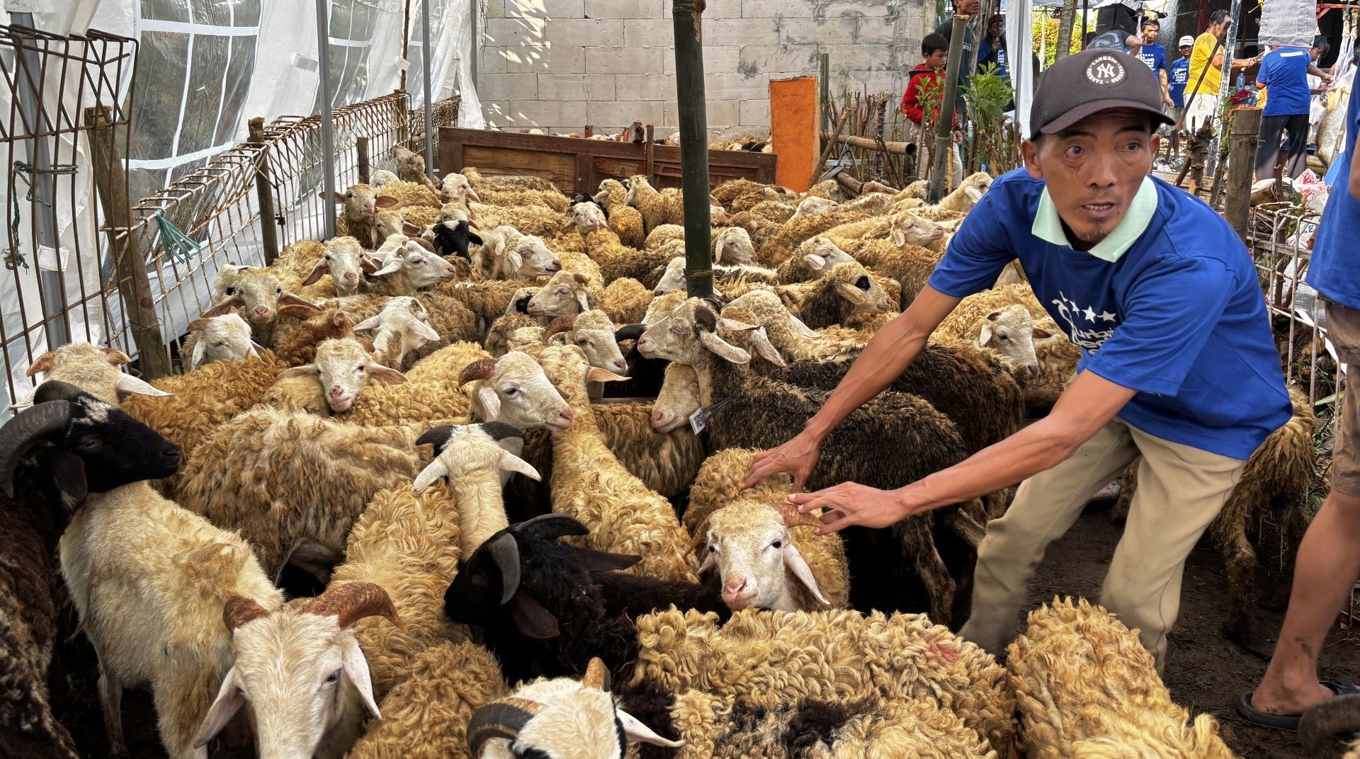 QPN 2025, DT Peduli Bogor Sebar 155 Domba Qurban Hingga Cianjur 