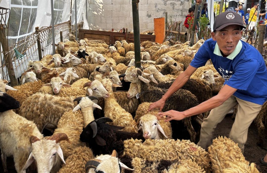 QPN 2025, DT Peduli Bogor Sebar 155 Domba Qurban Hingga Cianjur 