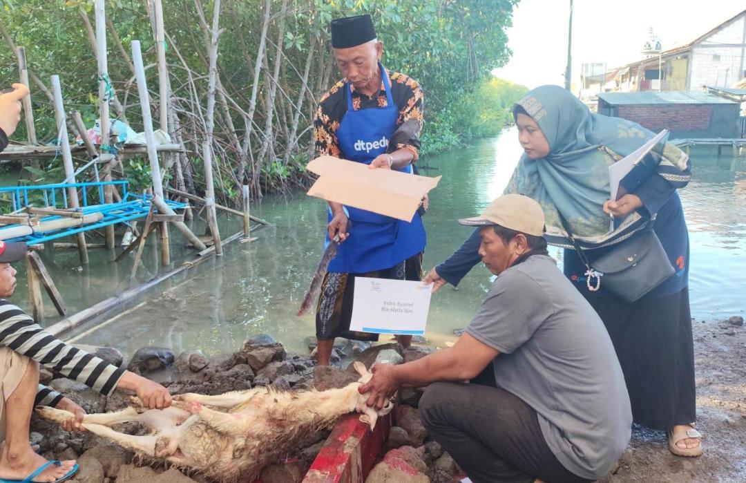 50 Ekor Domba Disalurkan, Warga Timbulsloko Rasakan Kebahagiaan Qurban 