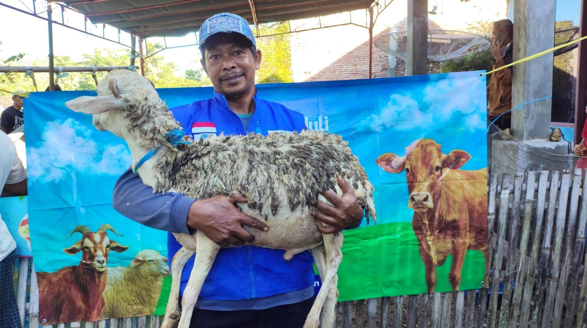 Menembus Jalan Terjal, Qurban Peduli Negeri Hadirkan 50 Domba ke Kendal 