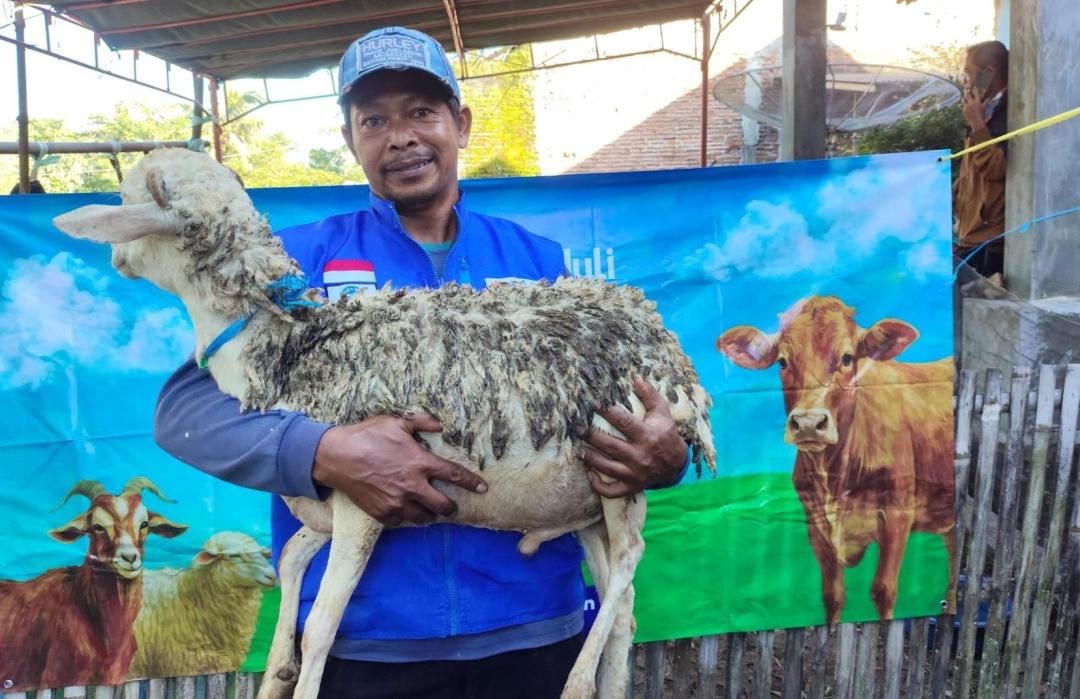 Menembus Jalan Terjal, Qurban Peduli Negeri Hadirkan 50 Domba ke Kendal 