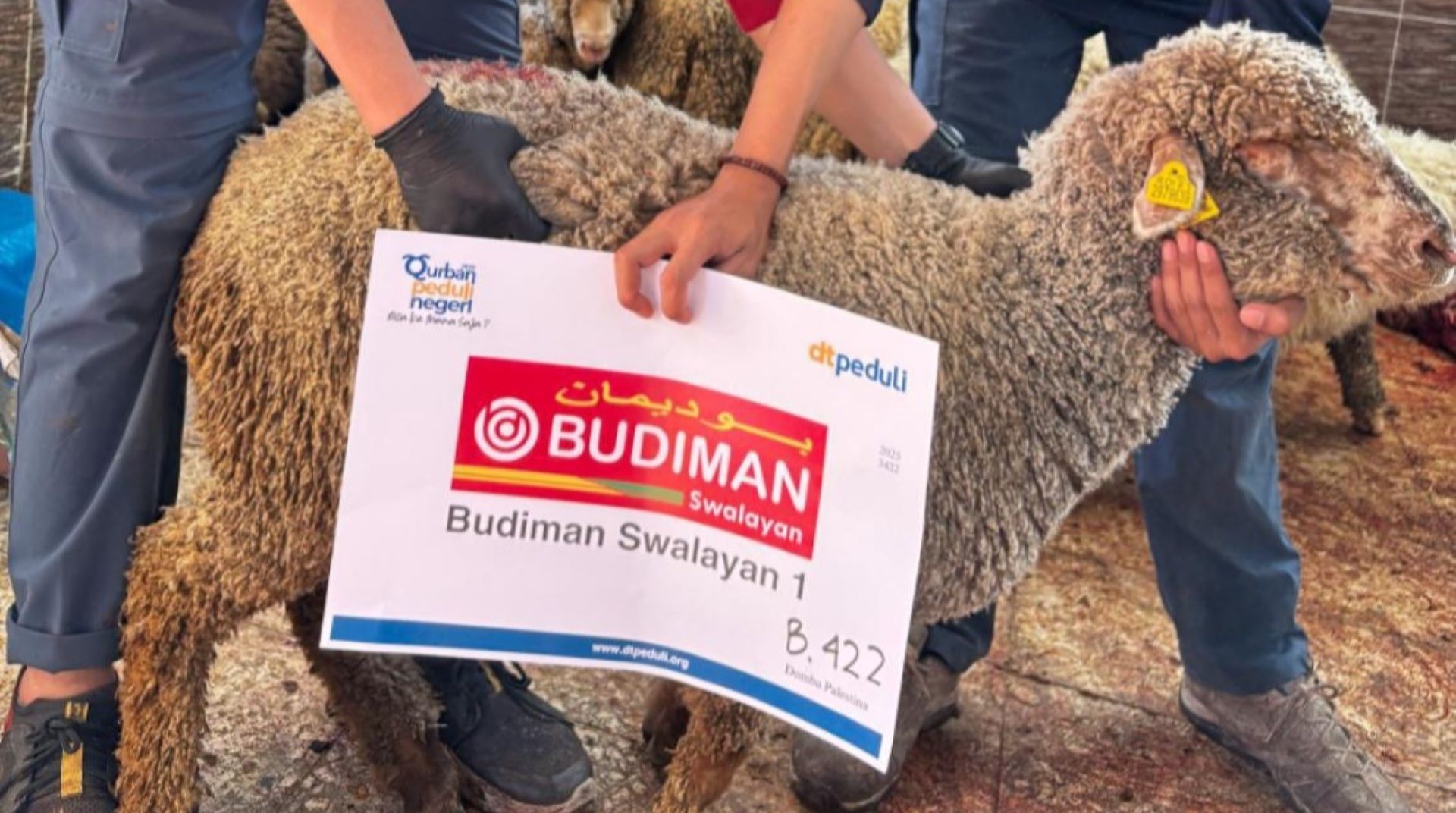 Budiman Swalayan Salurkan Qurban Terbaik untuk Palestina Melalui DT Peduli Sumbar 