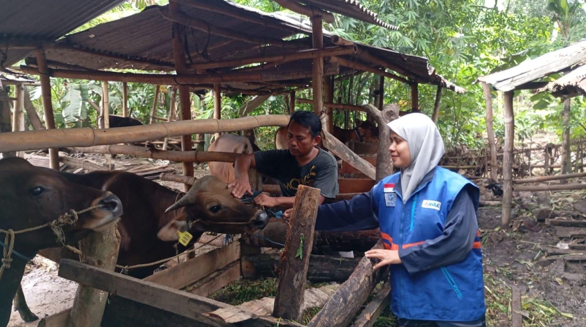 Perkuat Kesejahteraan Peternak, DT Peduli Bersama BPKH Salurkan Bantuan Obat Ternak Sapi di Lombok 