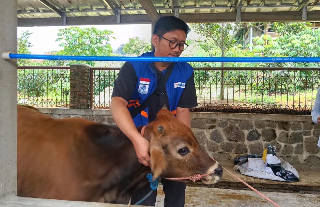Pastikan Kualitas Ternak dan UMKM, BPKH dan DT Peduli Cianjur Lakukan QC dan Monev di Cugenang 