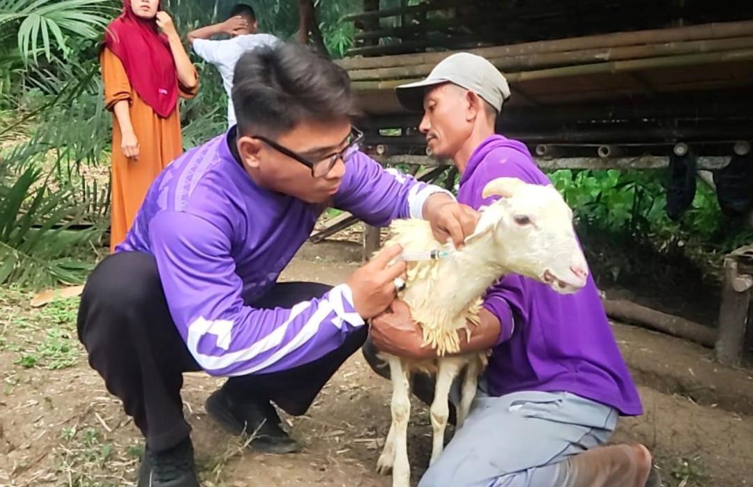 Cegah Penyakit dan Tingkatkan Kualitas, DT Peduli Serang Lakukan Kontrol Kesehatan dan Vaksinasi Domba di Desa Unggul Cikeusik 