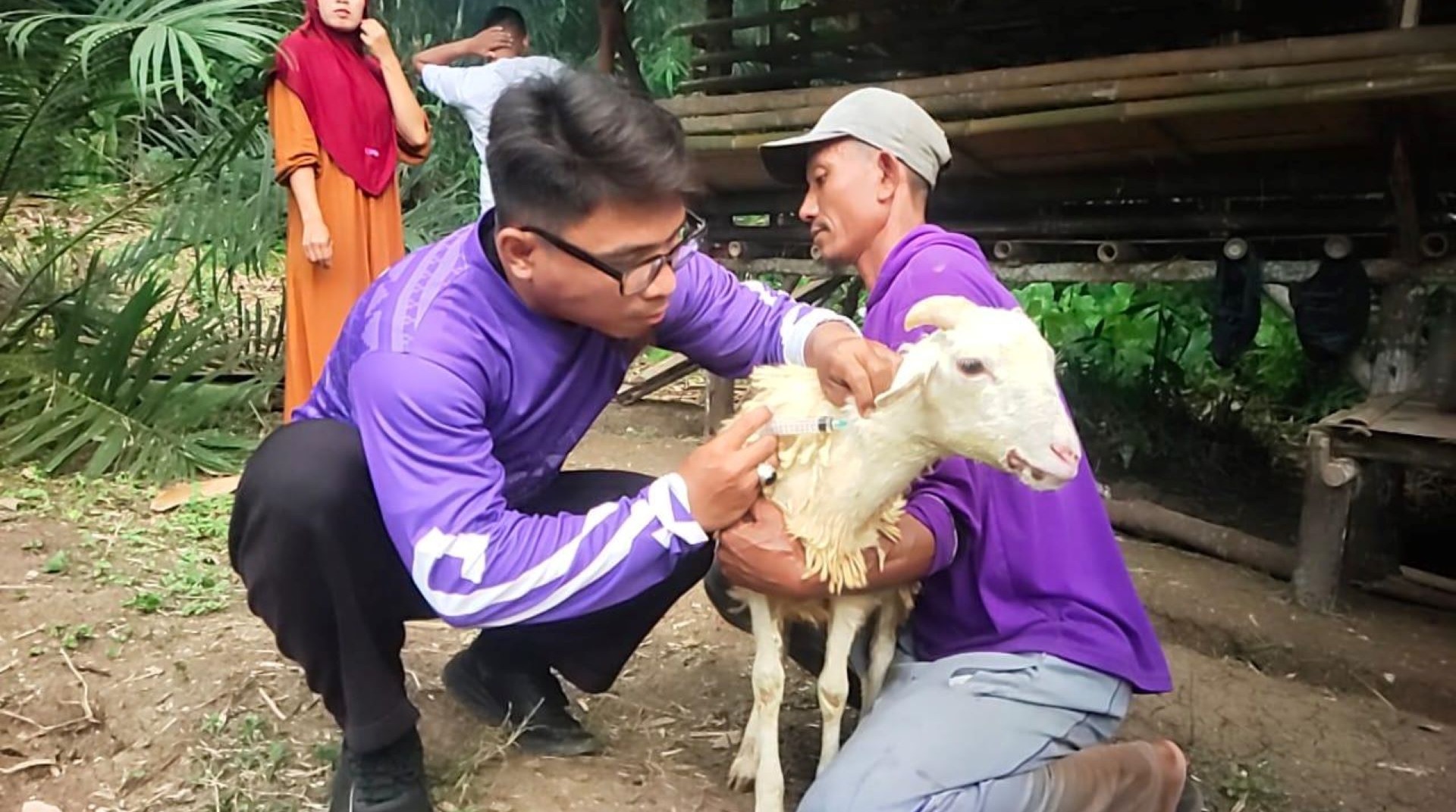 Cegah Penyakit dan Tingkatkan Kualitas, DT Peduli Serang Lakukan Kontrol Kesehatan dan Vaksinasi Domba di Desa Unggul Cikeusik 