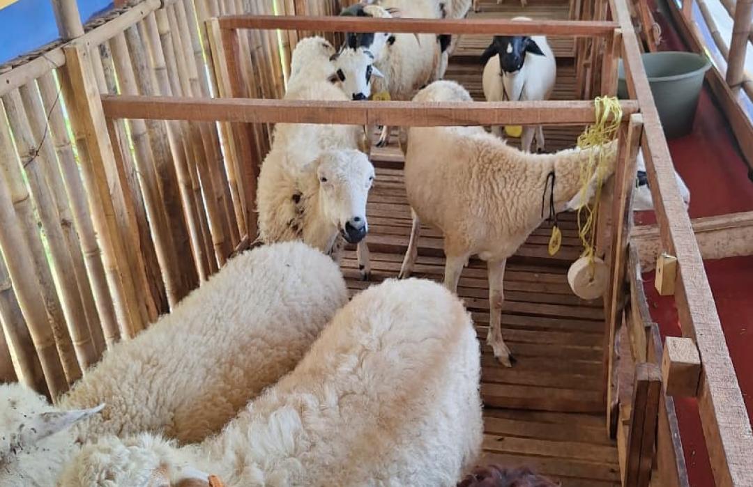 Jalankan Program Desa Sejahtera Kampung Zakat, DT Peduli Bekasi Monitoring Binaan Peternak Domba