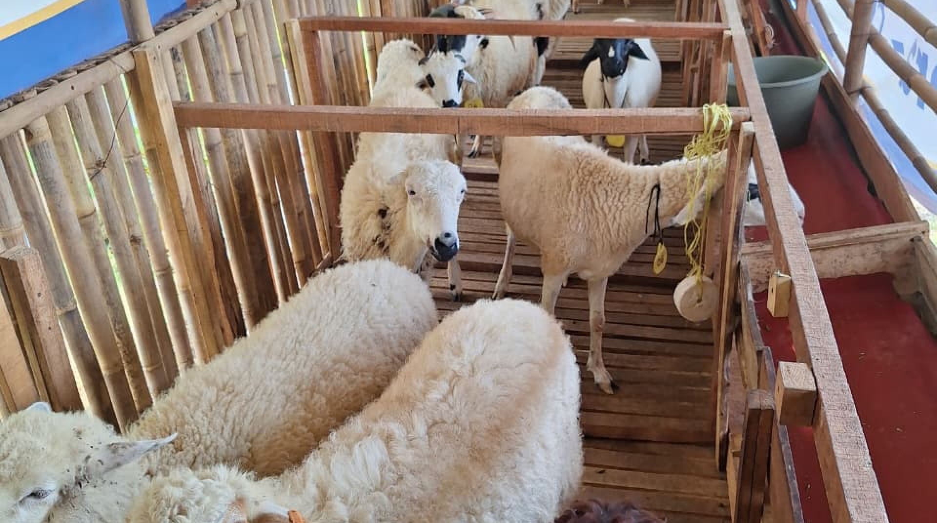 Jalankan Program Desa Sejahtera Kampung Zakat, DT Peduli Bekasi Monitoring Binaan Peternak Domba