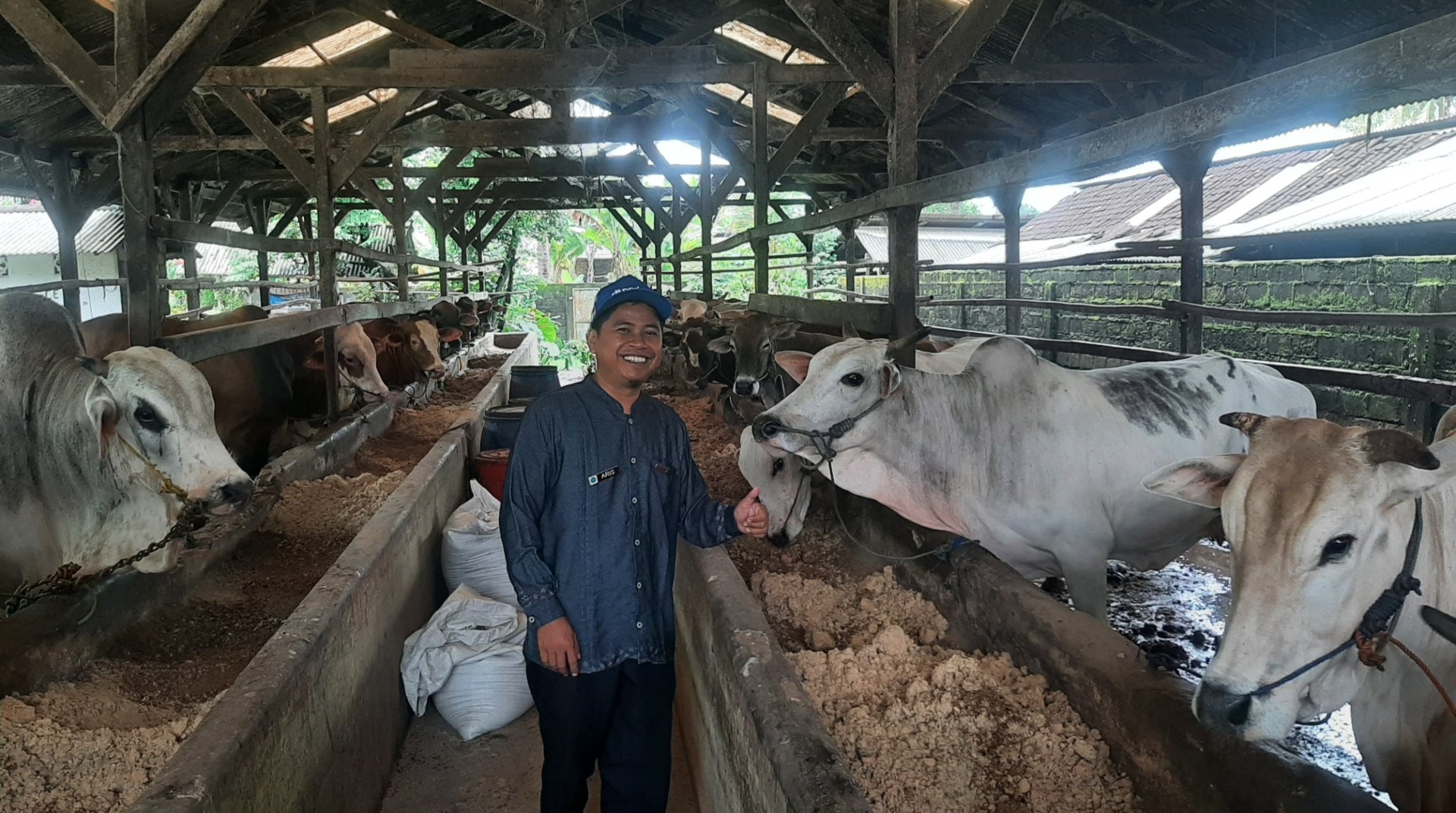 DT Peduli Metro Pastikan Ketersediaan Stok Hewan Kurban di Lampung Tengah 