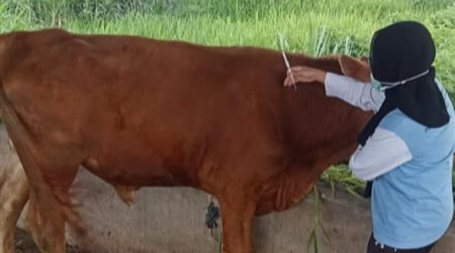 Perkuat Kesehatan Sapi Binaan di Lumajang, DT Peduli Jatim Berikan Vaksinasi PMK 