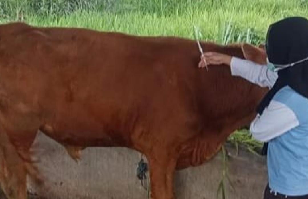 Perkuat Kesehatan Sapi Binaan di Lumajang, DT Peduli Jatim Berikan Vaksinasi PMK 