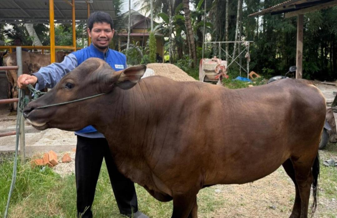 Pastikan Kualitas Hewan Qurban Terbaik, DT Peduli Sumbar Tinjau Kandang dan Harga Sapi di Tiku