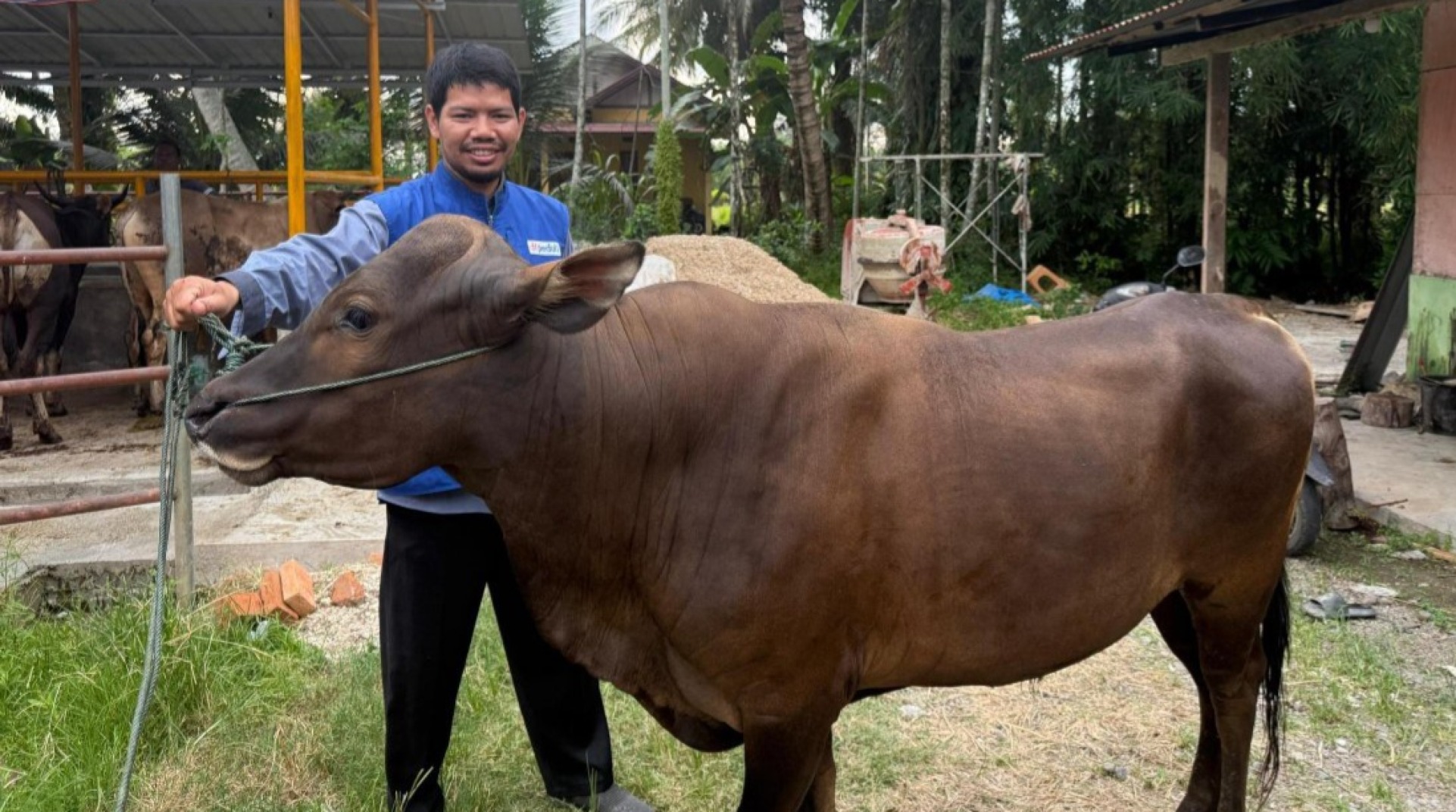 Pastikan Kualitas Hewan Qurban Terbaik, DT Peduli Sumbar Tinjau Kandang dan Harga Sapi di Tiku