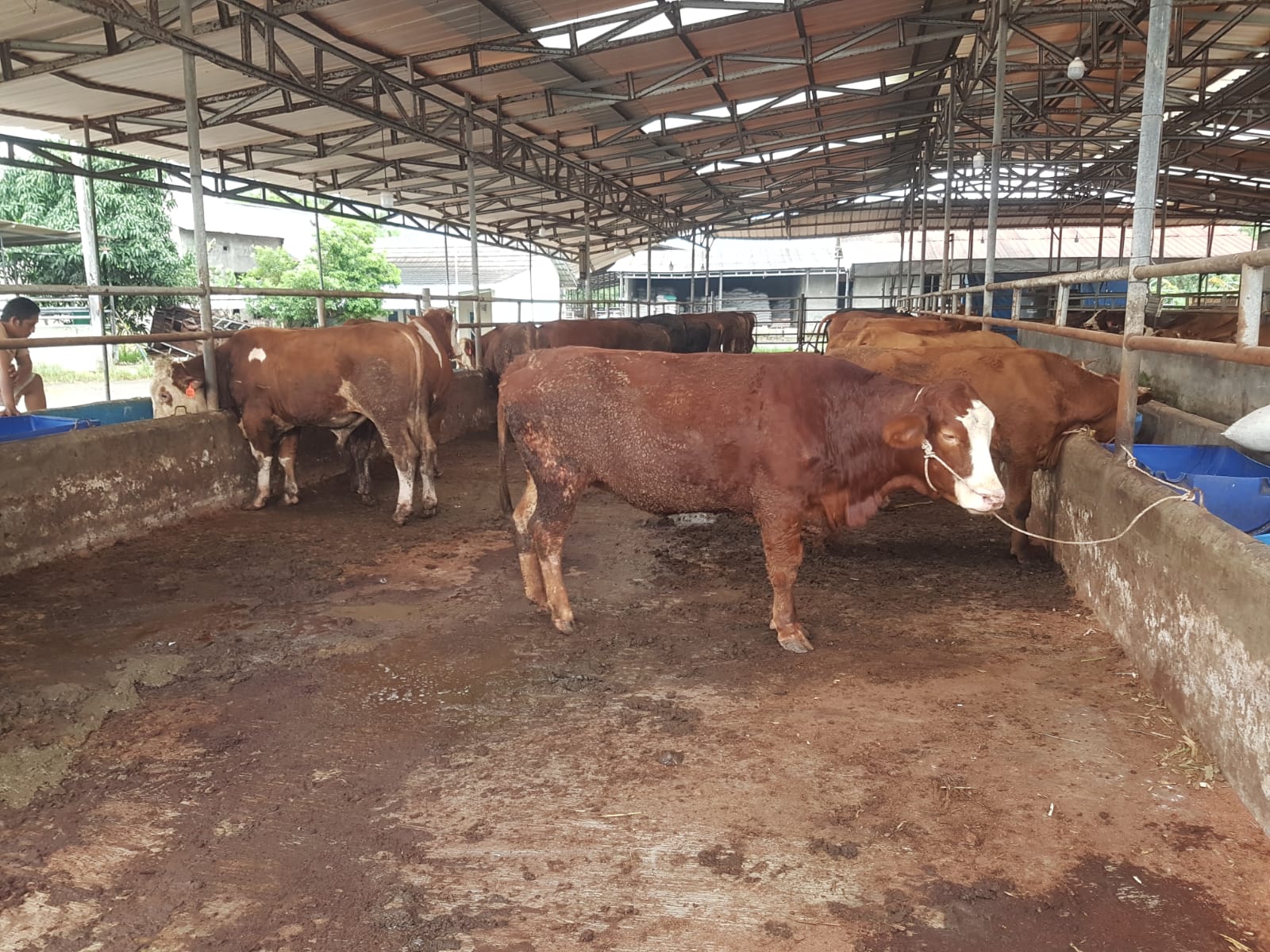 DT Peduli Serang Survei Hewan Qurban untuk Persiapan Iduladha 2026