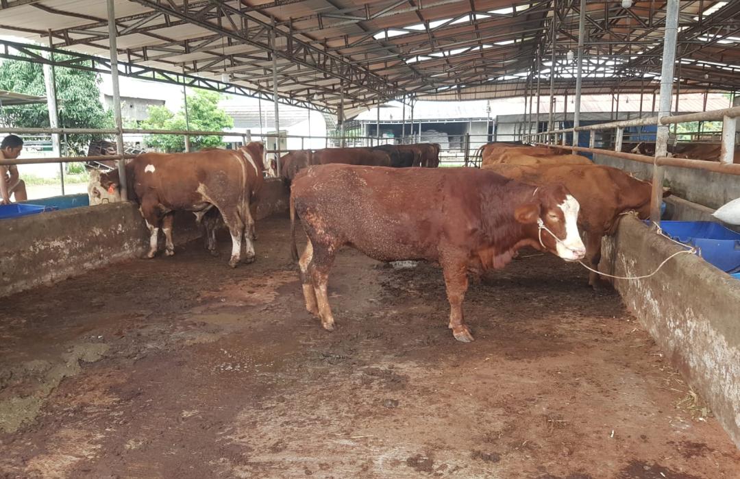 DT Peduli Serang Survei Hewan Qurban untuk Persiapan Iduladha 2026