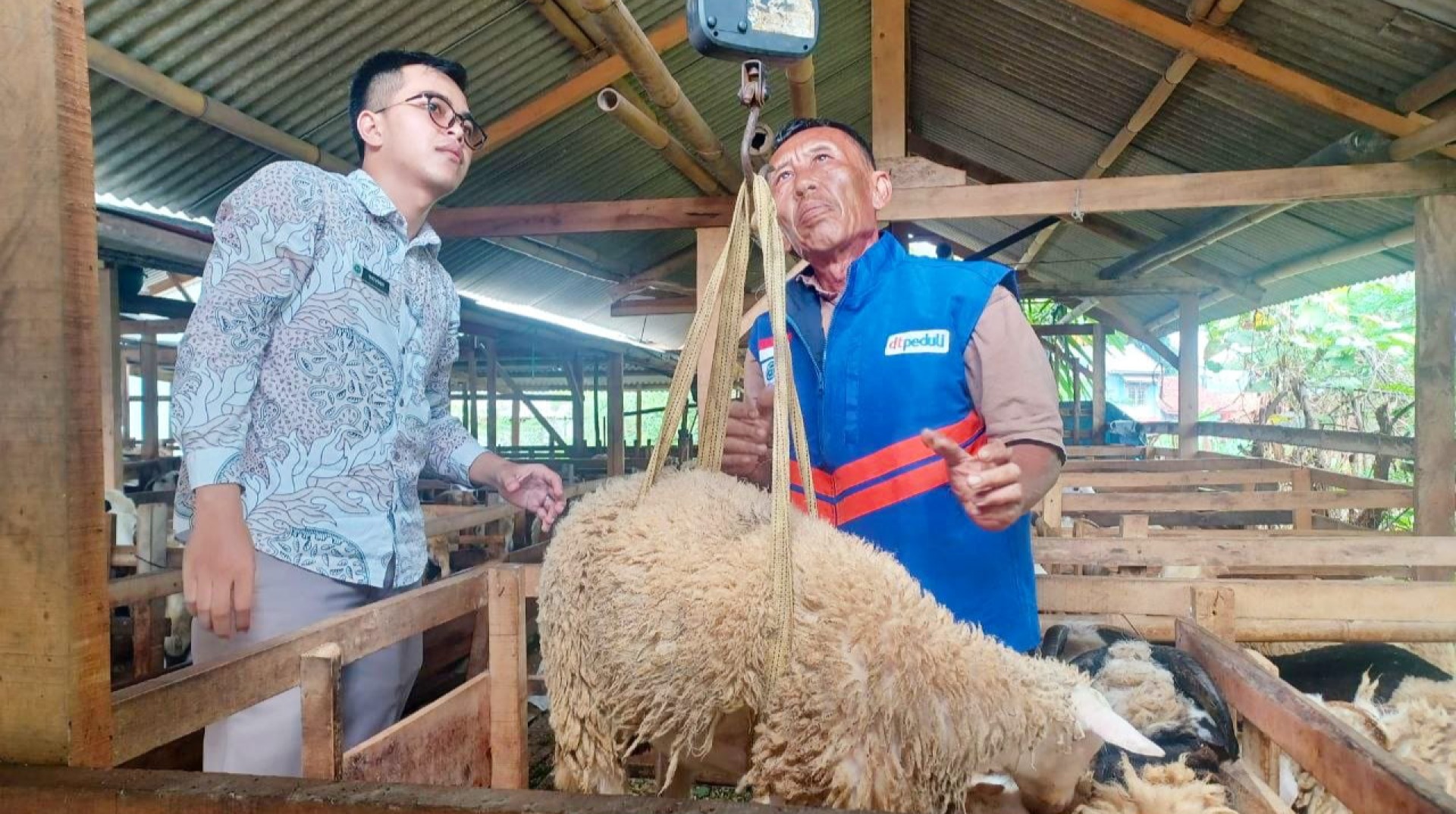 Pastikan Kesiapan Program Qurban Peduli Negeri, DT Peduli Bogor Gelar Penimbangan Hewan Ternak 