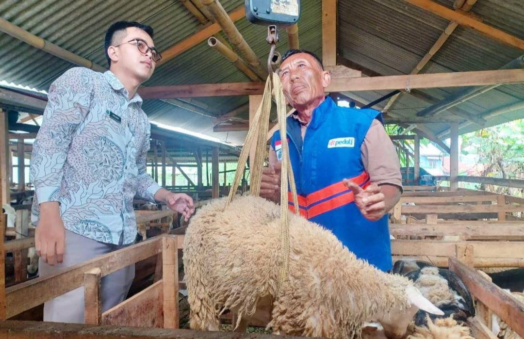 Pastikan Kesiapan Program Qurban Peduli Negeri, DT Peduli Bogor Gelar Penimbangan Hewan Ternak 