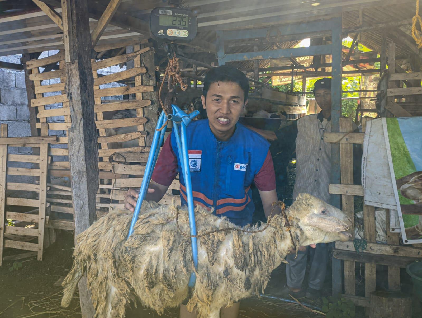 DT Peduli Jawa Tengah Lakukan Survei dan Penimbangan Hewan Qurban Milik Peternak Binaan 