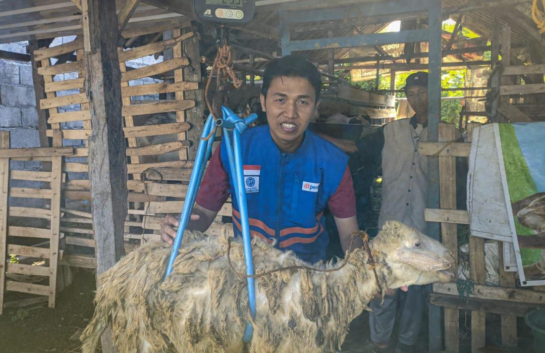 DT Peduli Jawa Tengah Lakukan Survei dan Penimbangan Hewan Qurban Milik Peternak Binaan 