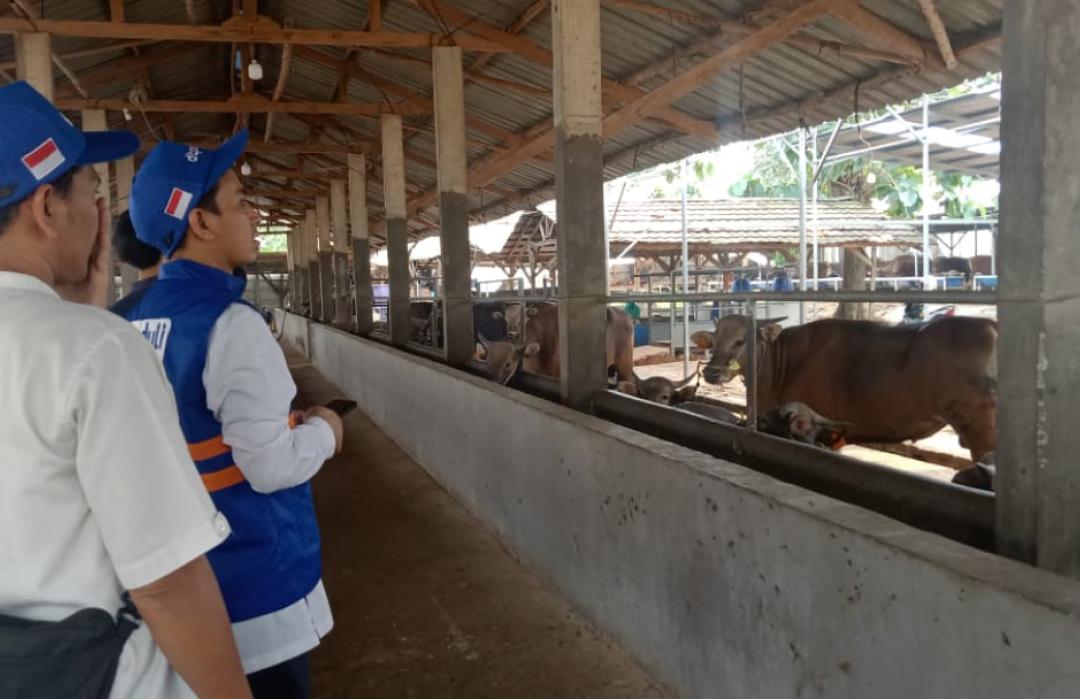 Ikhtiar Menjaga Kepercayaan Para Muqorib, DT Peduli Jakarta Perketat Verifikasi Hewan Kurban di Gunungsindur, Bogor 