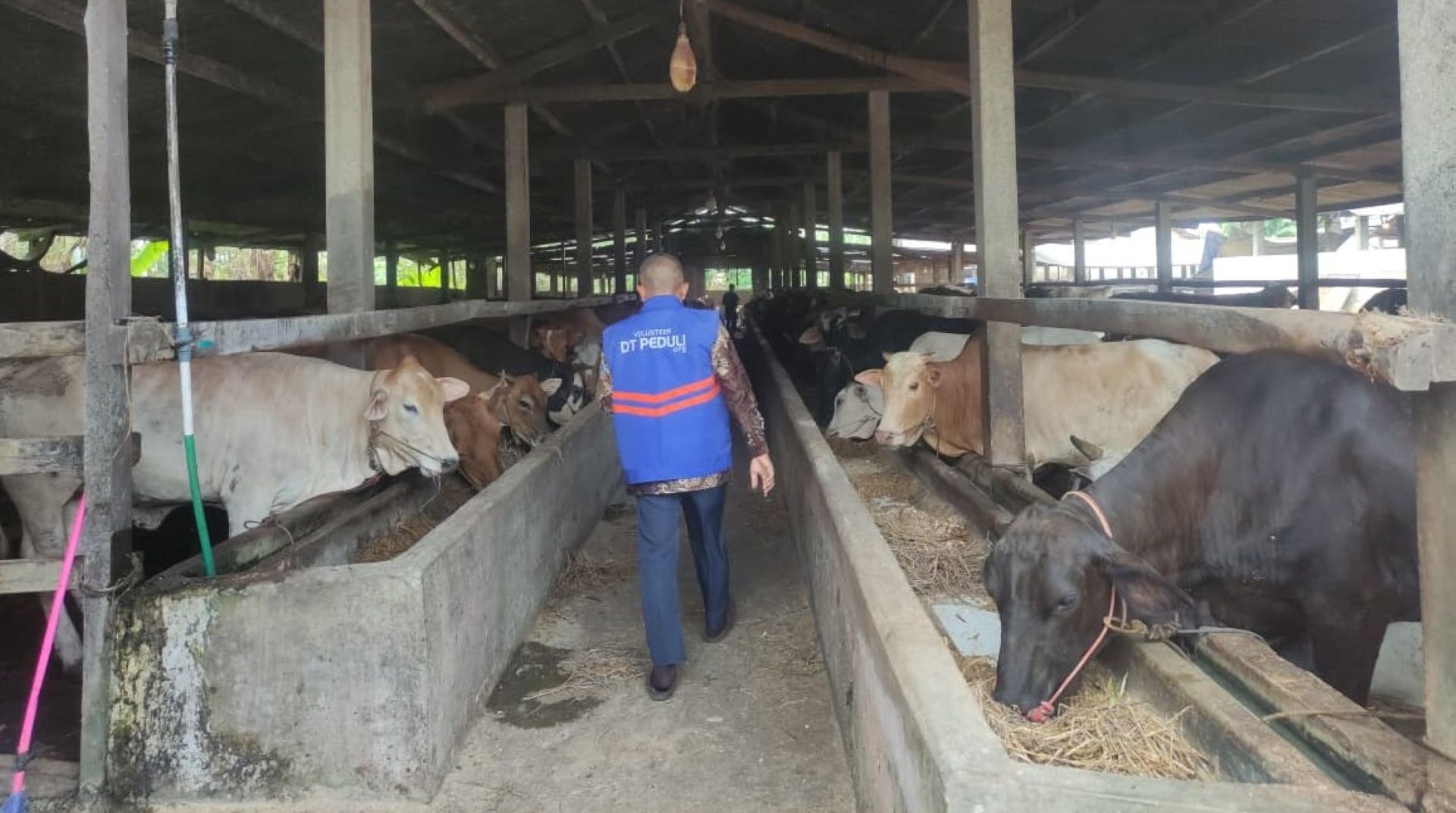 DT Peduli Lampung Lakukan Survei Persiapan Hewan Qurban di Kandang Mitra