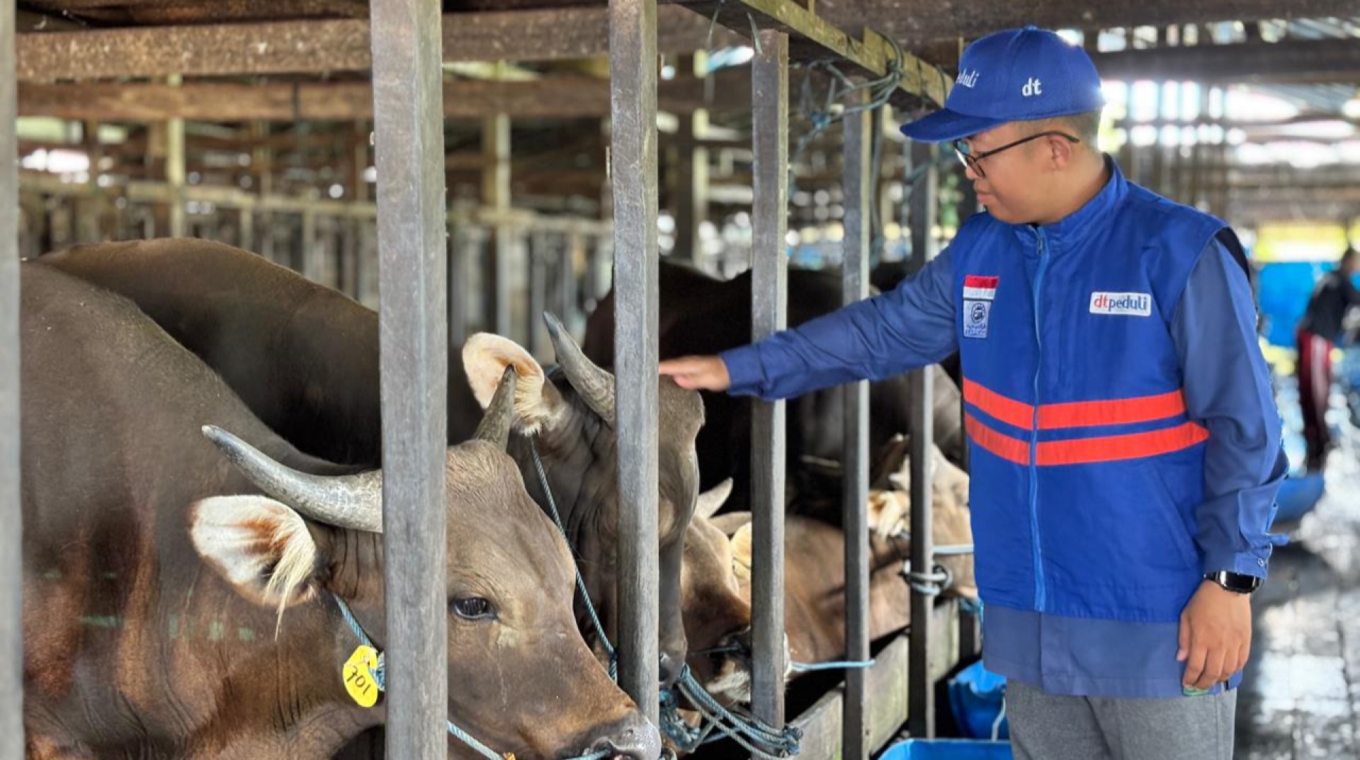 Pastikan Hewan Terawat, Sehat dan Memenuhi Syariat, DT Peduli Kalsel Siap Sukseskan Program Qurban Impact 2026