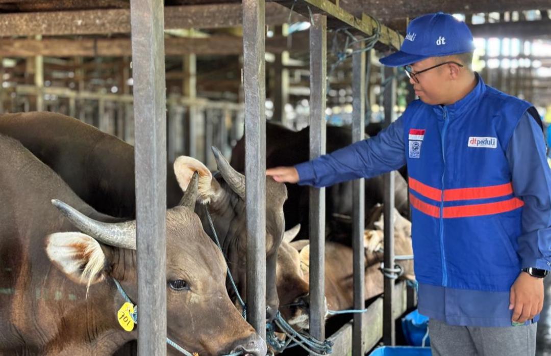 Pastikan Hewan Terawat, Sehat dan Memenuhi Syariat, DT Peduli Kalsel Siap Sukseskan Program Qurban Impact 2026