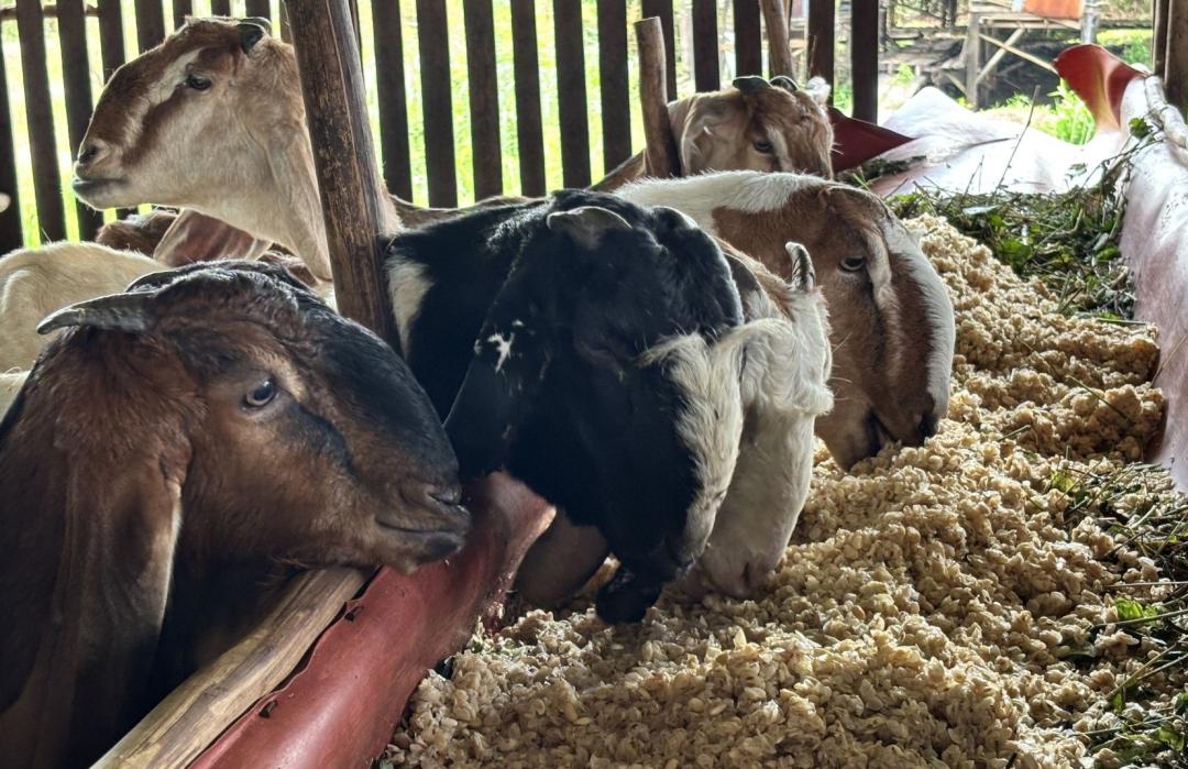 Pastikan Kambing Qurban Berkualitas, DT Peduli Kalsel Lakukan Survei Kandang 