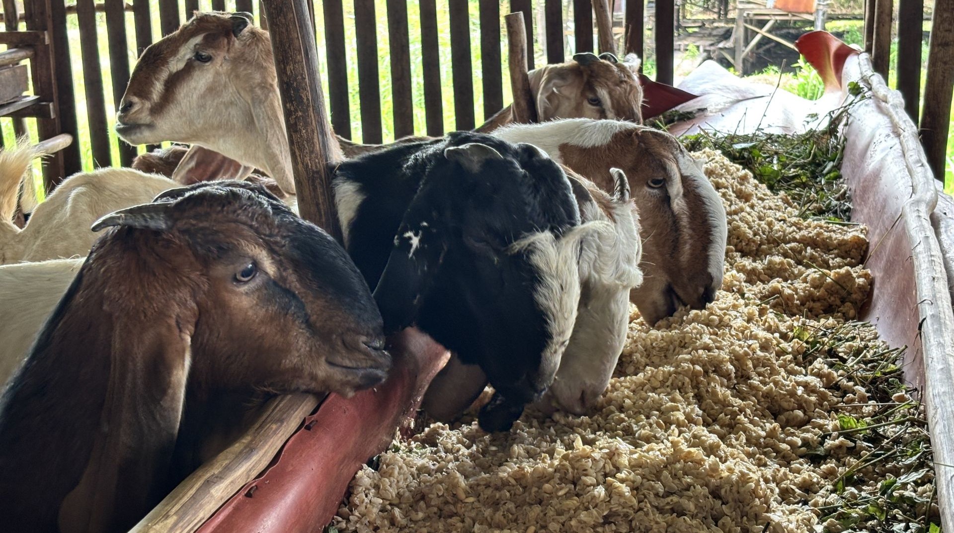 Pastikan Kambing Qurban Berkualitas, DT Peduli Kalsel Lakukan Survei Kandang 