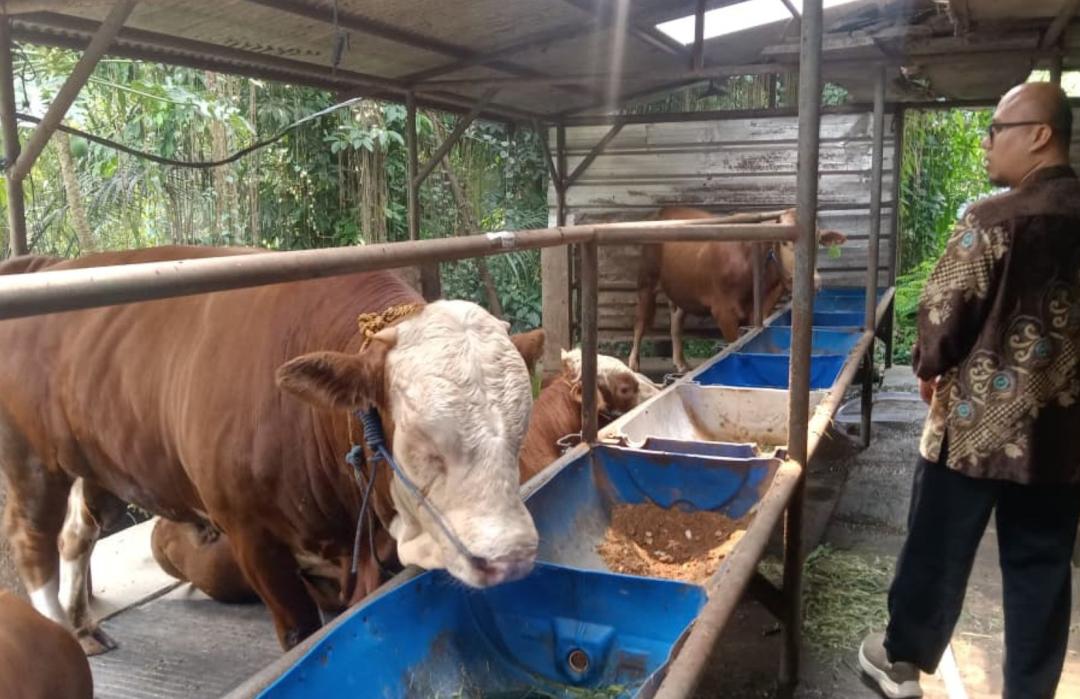 Pastikan Kualitas Hewan Terbaik, DT Peduli Jakarta Survei Vendor Qurban Impact di Kampung 99 Pepohonan 