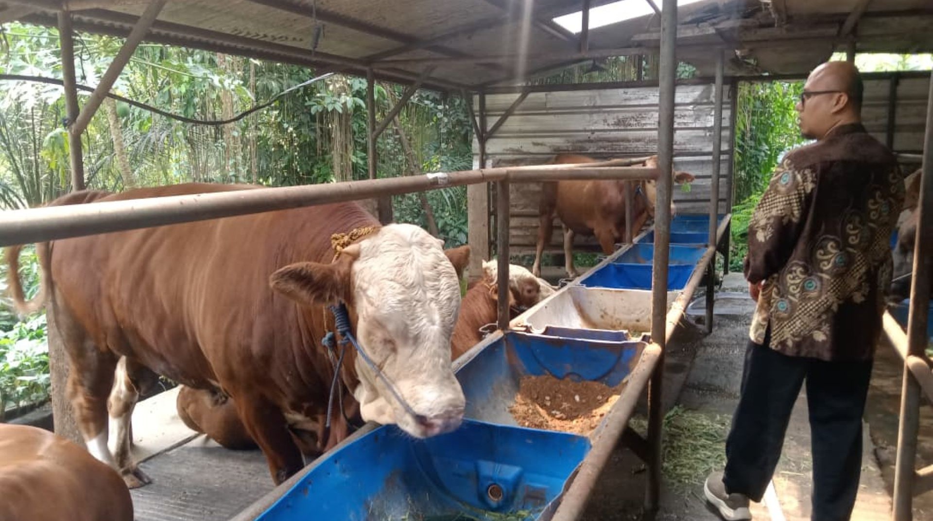 Pastikan Kualitas Hewan Terbaik, DT Peduli Jakarta Survei Vendor Qurban Impact di Kampung 99 Pepohonan 