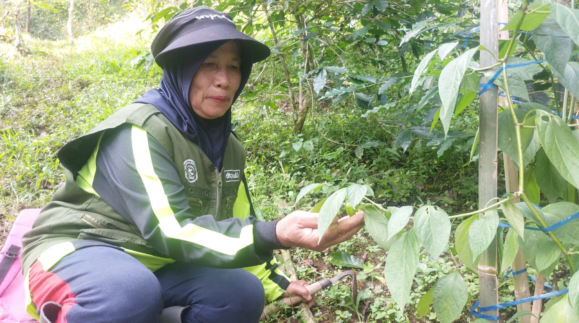 Petani Binaan DT Peduli Bandung Gembira, Tanaman Mulai Berbunga dan Muncul Bakal Calon Cabe Gendot 