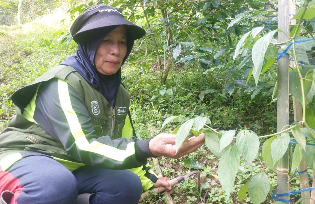 Petani Binaan DT Peduli Bandung Gembira, Tanaman Mulai Berbunga dan Muncul Bakal Calon Cabe Gendot 